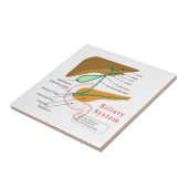 胆汁の系統図の図表の胆管 タイル (側面)