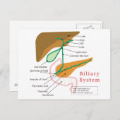 胆管システム図グラフ胆管 ポストカード (正面/裏面)