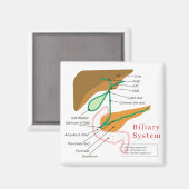 胆管システム図グラフ胆管 マグネット (正面/裏面)