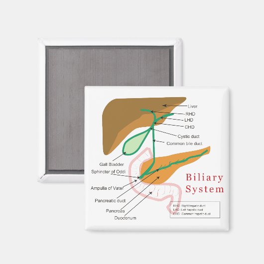 胆管システム図グラフ胆管 マグネット (正面/裏面)