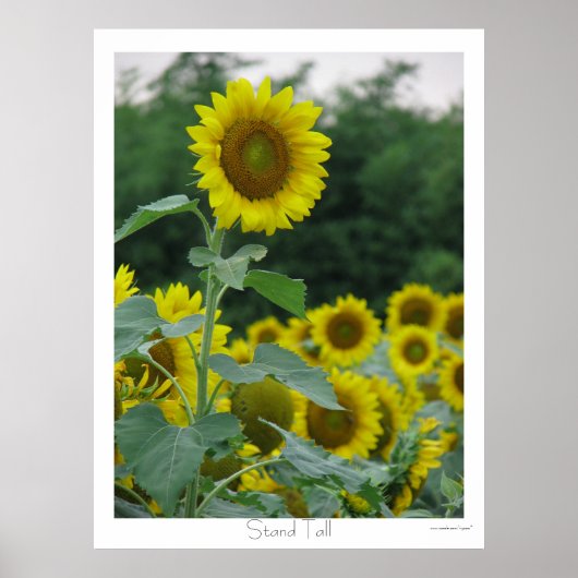 背が高い ポスター (正面)