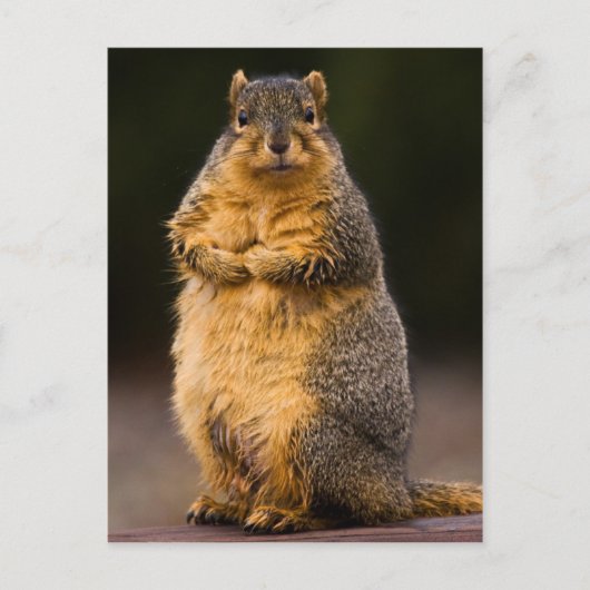 背が高い ポストカード (正面)