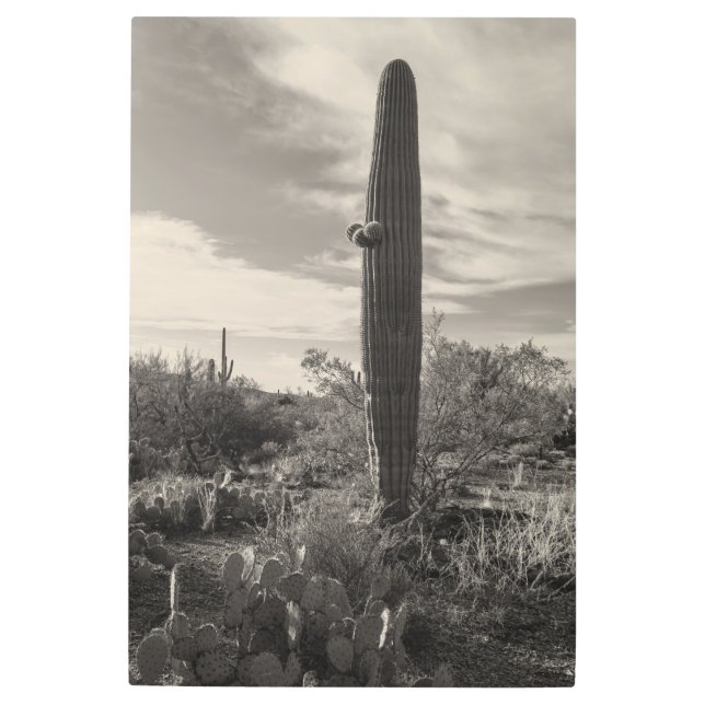 背が高い メタルプリント (正面)