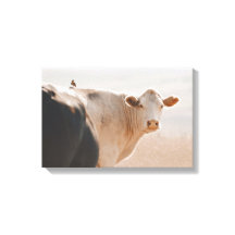 背に小鳥を乗せた白い牛