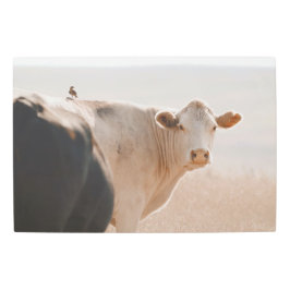背に小鳥を乗せた白い牛 メタルプリント