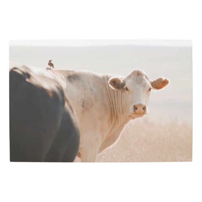 背に小鳥を乗せた白い牛 メタルプリント (正面)