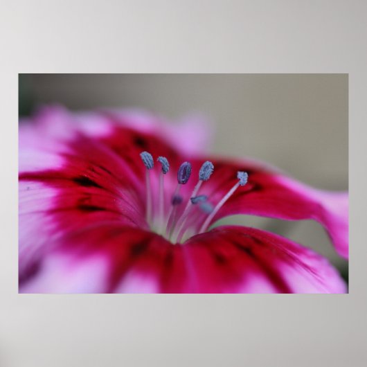 背の高いスタンド – 花 ポスター (正面)