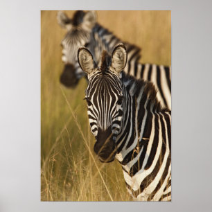 背の高い夏の草むらの中のサバンナシマウマ、マサイ ポスター