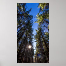 背の高い松，クルミの木のメトロパーク，グローポート， OH