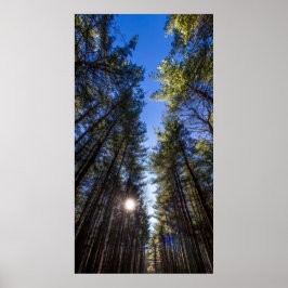背の高い松，クルミの木のメトロパーク，グローポート， OH ポスター