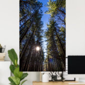 背の高い松,クルミの木のメトロパーク,グローポート, OH ポスター (ホームオフィス)