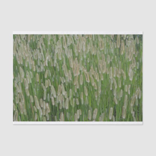 背の高い緑の草種 薄葉紙 (正面)