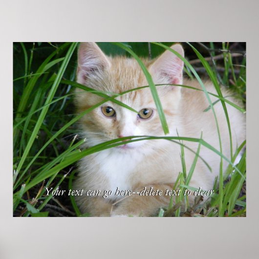 背の高い草のポスターの黄色い子猫 ポスター (正面)
