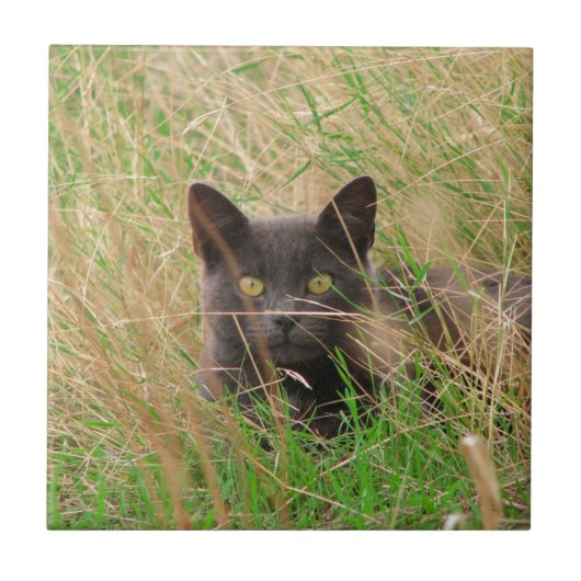 背の高い草の上から覗くダークグレーの猫 タイル (正面)