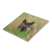 背の高い草の上から覗くダークグレーの猫 タイル (側面)