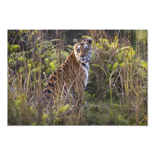 背の高い草の中でベンガルのティグレスが、狩りを試みていた。 フォトプリント (正面)
