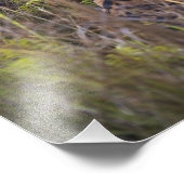 背の高い草の中でベンガルのティグレスが、狩りを試みていた。 フォトプリント (角)