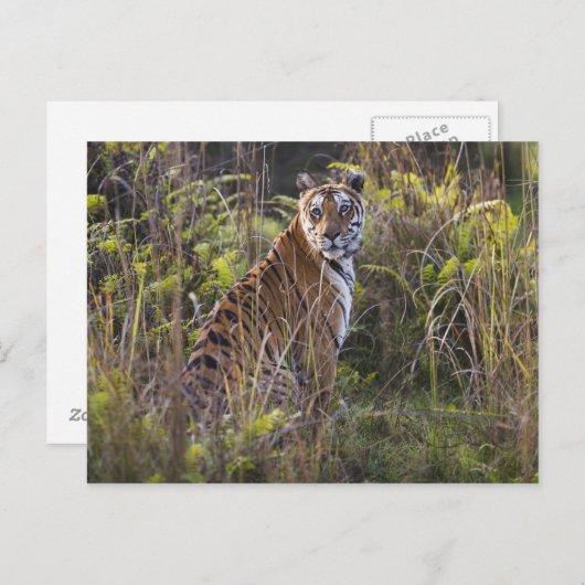 背の高い草の中でベンガルのティグレスが、狩りを試みていた。 ポストカード (正面/裏面)