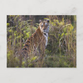 背の高い草の中でベンガルのティグレスが、狩りを試みていた。 ポストカード (正面)