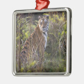 背の高い草の中でベンガルのティグレスが、狩りを試みていた。 メタルオーナメント (左)