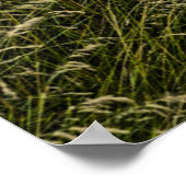 背の高い草の中に放置された古い車 ポスター (角)