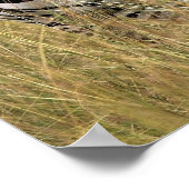 背の高い草の中のシマウマ ポスター (角)