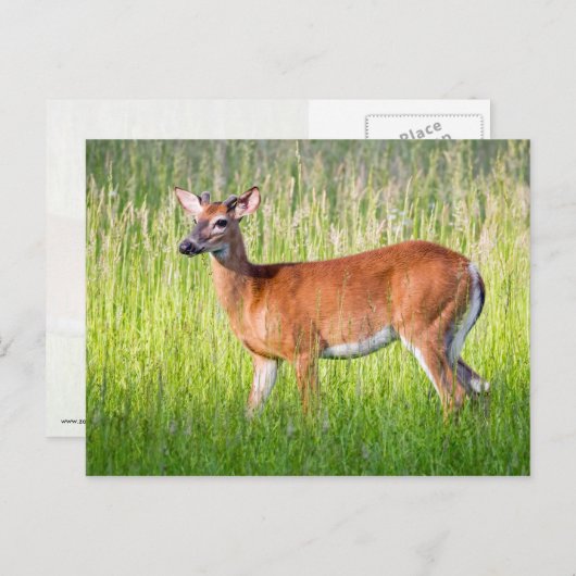 背の高い草の中の鹿 ポストカード (正面/裏面)
