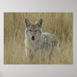 背の高い草の中のR2コヨーテ ポスター