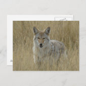 背の高い草の中のR2コヨーテ ポストカード (正面/裏面)