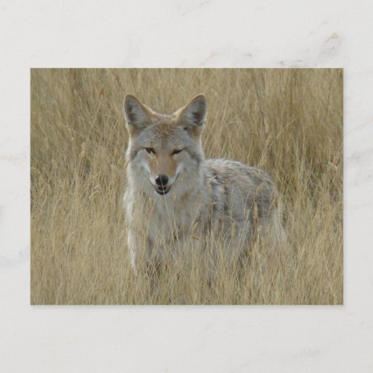 背の高い草の中のR2コヨーテ ポストカード (正面)