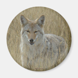 背の高い草の中のR2コヨーテ マグネット