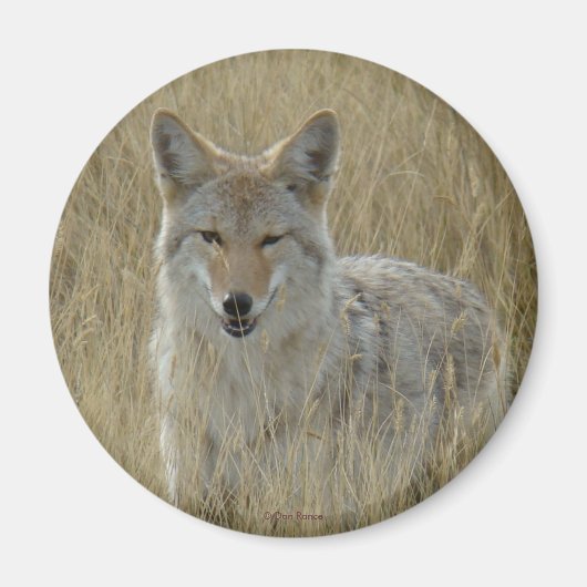 背の高い草の中のR2コヨーテ マグネット (正面)