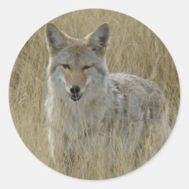 背の高い草の中のR2コヨーテ ラウンドシール