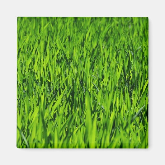 背の高い草の葉 マグネット (正面)