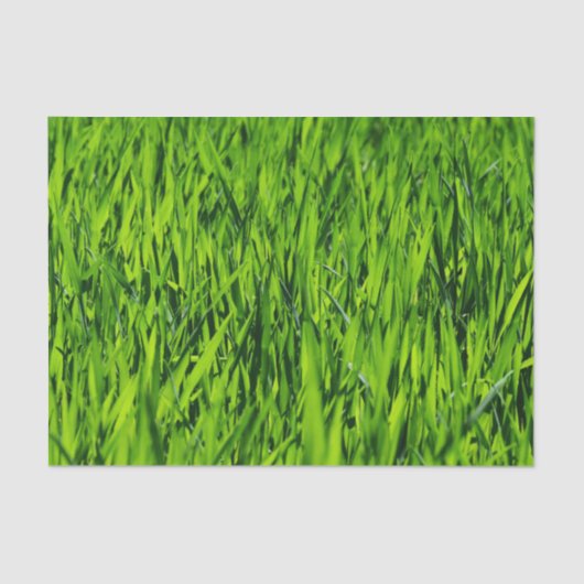 背の高い草の葉 薄葉紙 (正面)