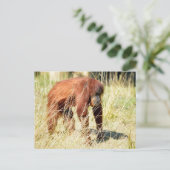 背の高い草の間のオランウタン シーズンポストカード (スタンド正面)