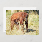 背の高い草の間のオランウタン シーズンポストカード (正面/裏面)