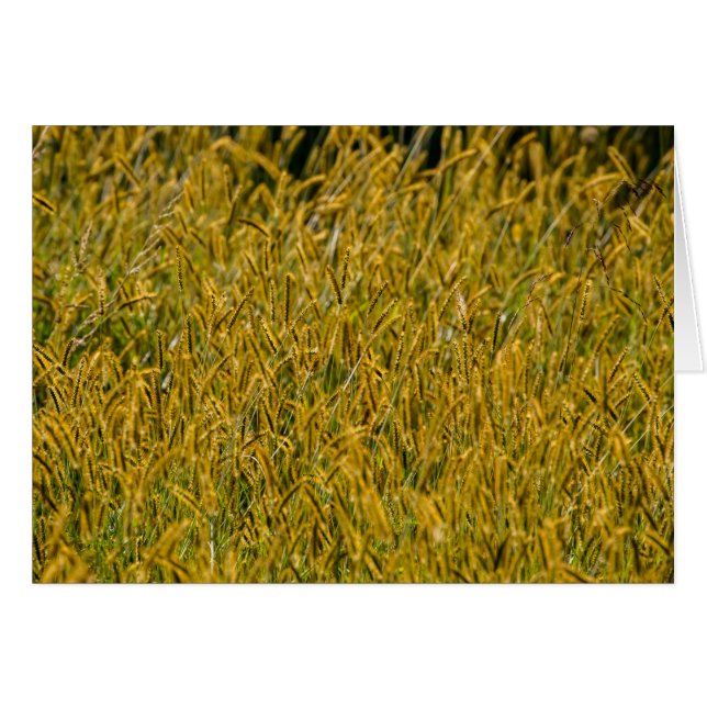 背の高い草の間の日光 (正面横)