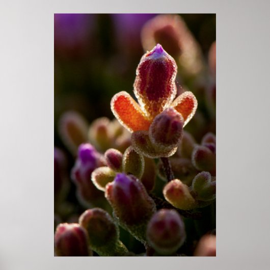 背カラフル光多肉性の花芽（縁） ポスター (正面)