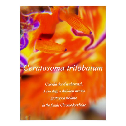 背カラフル状核分岐 ポスター (正面)