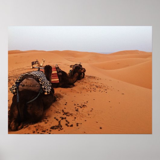 背中からラクダ ポスター (正面)