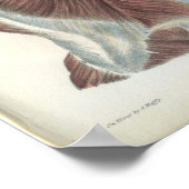 背中と肩の筋肉の解剖学プリント ポスター (角)