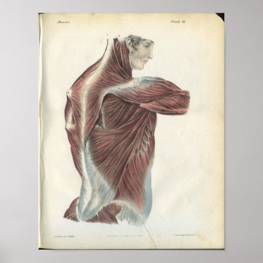 背中と肩の筋肉の解剖学プリント ポスター (正面)