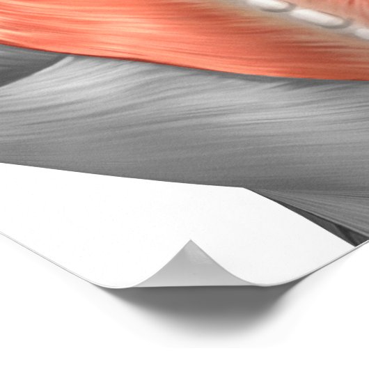 背中と首の筋肉 ポスター (角)