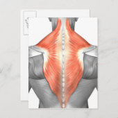 背中と首の筋肉 ポストカード (正面/裏面)