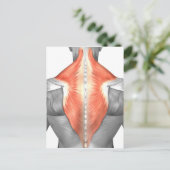 背中と首の筋肉 ポストカード (スタンド正面)