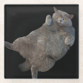 背中に敷設されるブリティッシュ・ショートヘアの太い猫 ガラスコースター (正面)