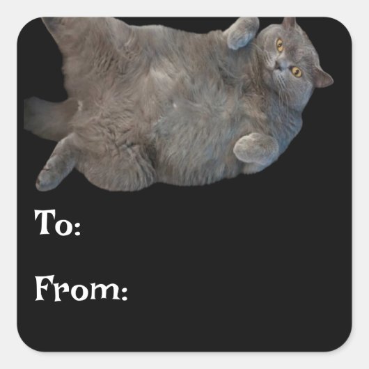 背中に敷設されるブリティッシュ・ショートヘアの太い猫 スクエアシール (正面)