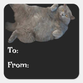 背中に敷設されるブリティッシュ・ショートヘアの太い猫 スクエアシール