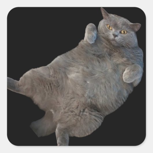 背中に敷設されるブリティッシュ・ショートヘアの太い猫 スクエアシール (正面)